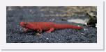 Notophthalmus viridescens - Red Eft * 1183 x 488 * (293KB)